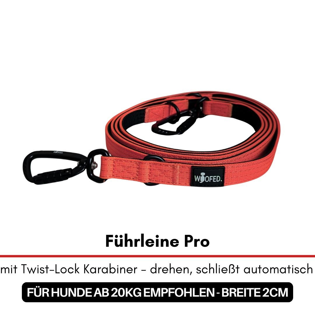 Aufgerollte rote Nylon-Führleine Pro mit schwarzem Twist-Lock-Karabiner und WOOFED-Label