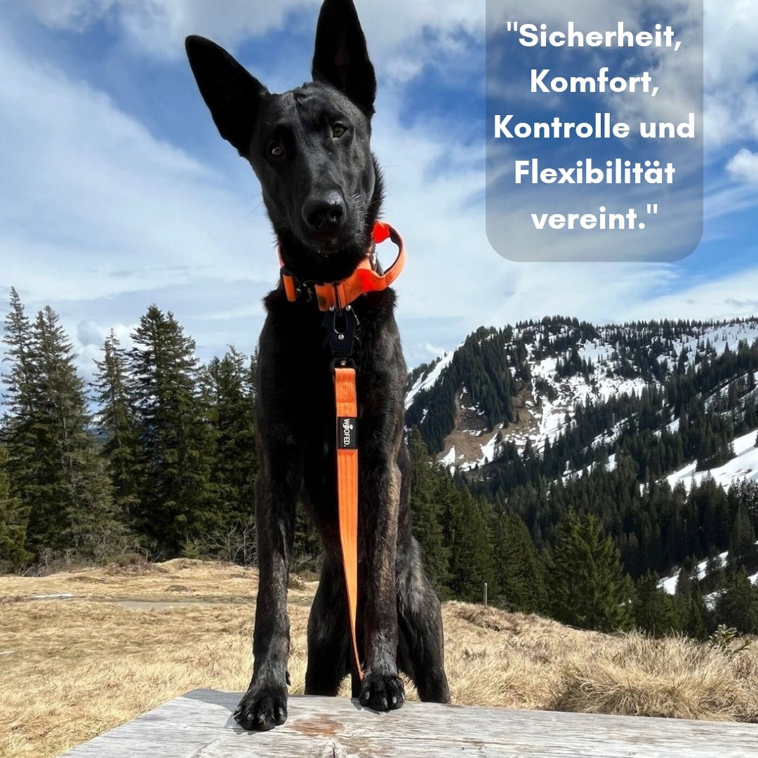 Schwarzer Hund frontal auf Holzbank, orange Nylon-Halsband mit Griff und Leine, Bergwiesen mit schneebedeckten Gipfeln
