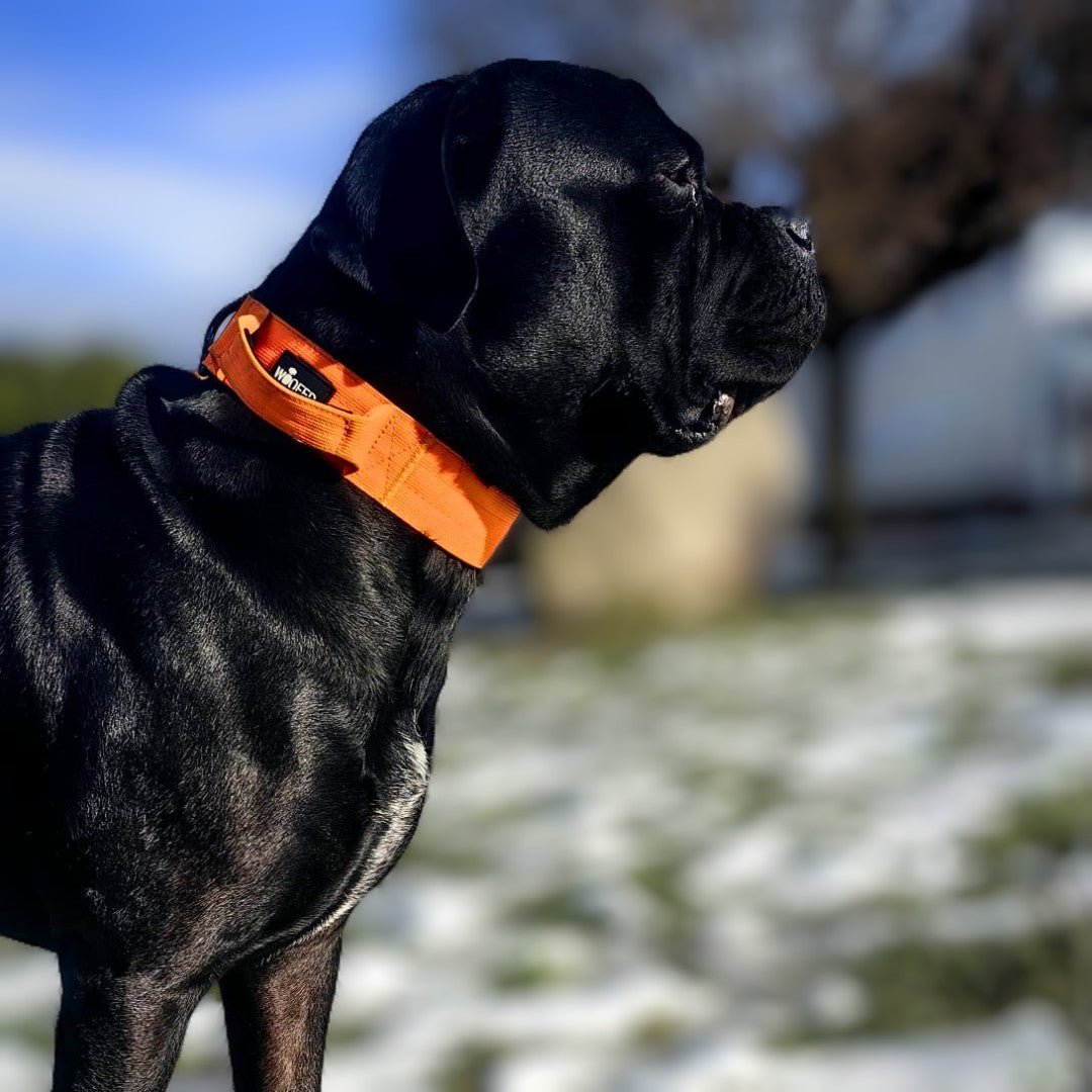 Seitliche Nahaufnahme schwarzer Hund mit orangefarbenem Nylon-Halsband und Griff vor verschneitem Hintergrund