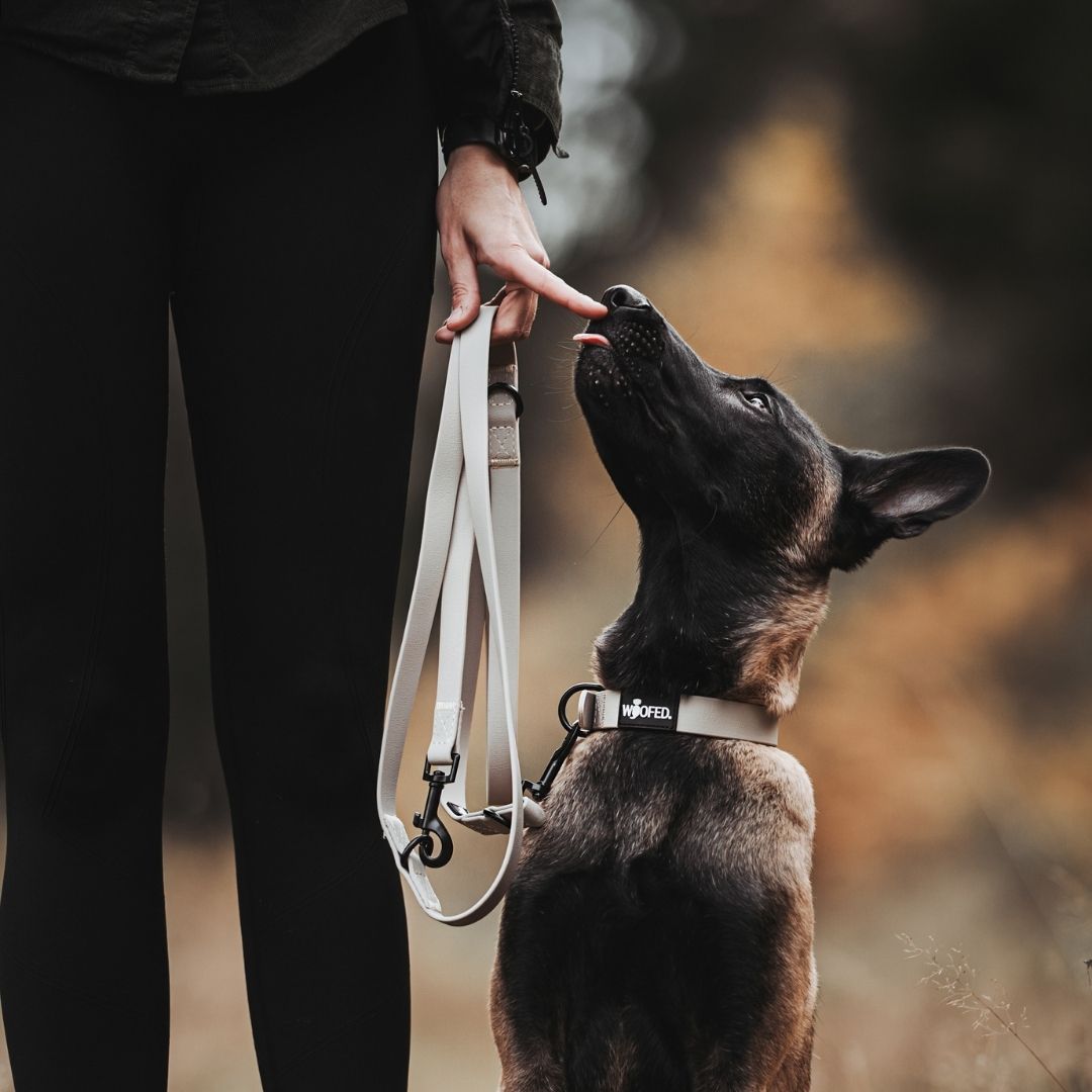 Hand hält verstellbare WOOFLEX® Führleine in Desert Sand mit sichtbarem Metallkarabiner, Hund blickt seitlich nach oben
