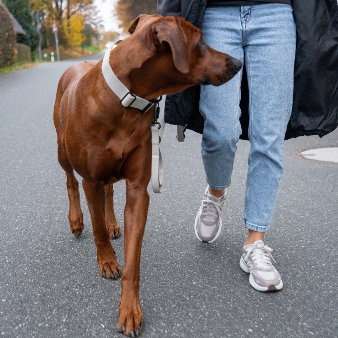 Brauner Ridgeback in Seitenansicht mit verstellbarem WOOFLEX® Desert Sand Halsband und passender Leine, Person mit Jeans