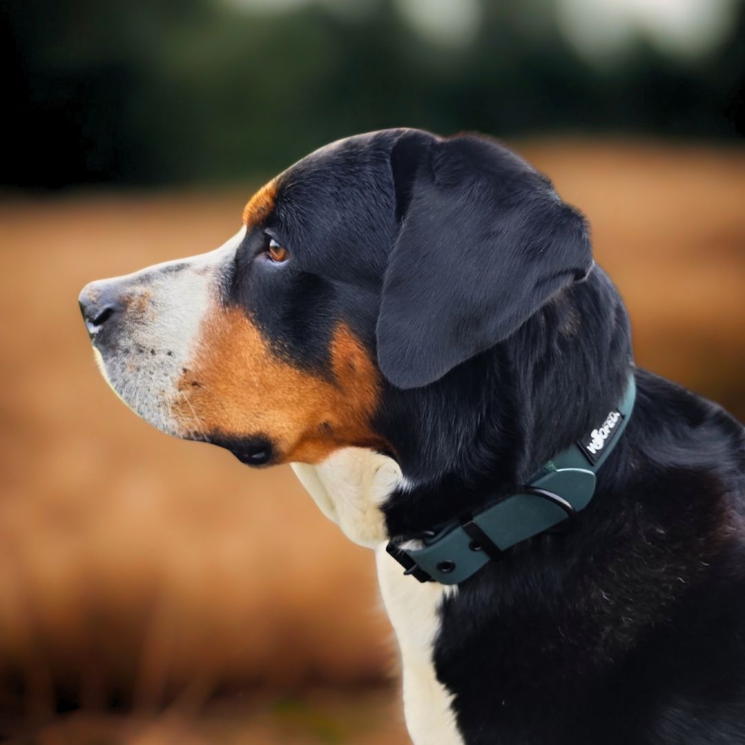 Seitliche Nahaufnahme eines dreifarbigen Hundes mit dunkelgrünem WOOFLEX-Halsband und schwarzer Schnalle