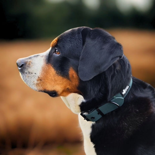 Seitliche Nahaufnahme eines dreifarbigen Hundes mit dunkelgrünem WOOFLEX-Halsband und schwarzer Schnalle