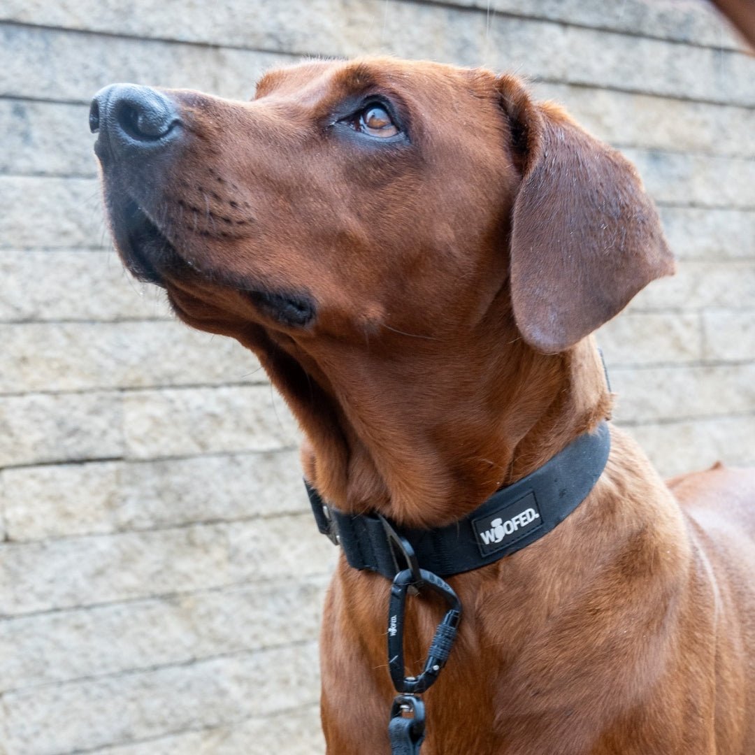 Brauner Hund, Dreiviertelansicht, trägt schwarzes WOOFLEX Halsband mit Karabiner vor gemauerter Steinwand