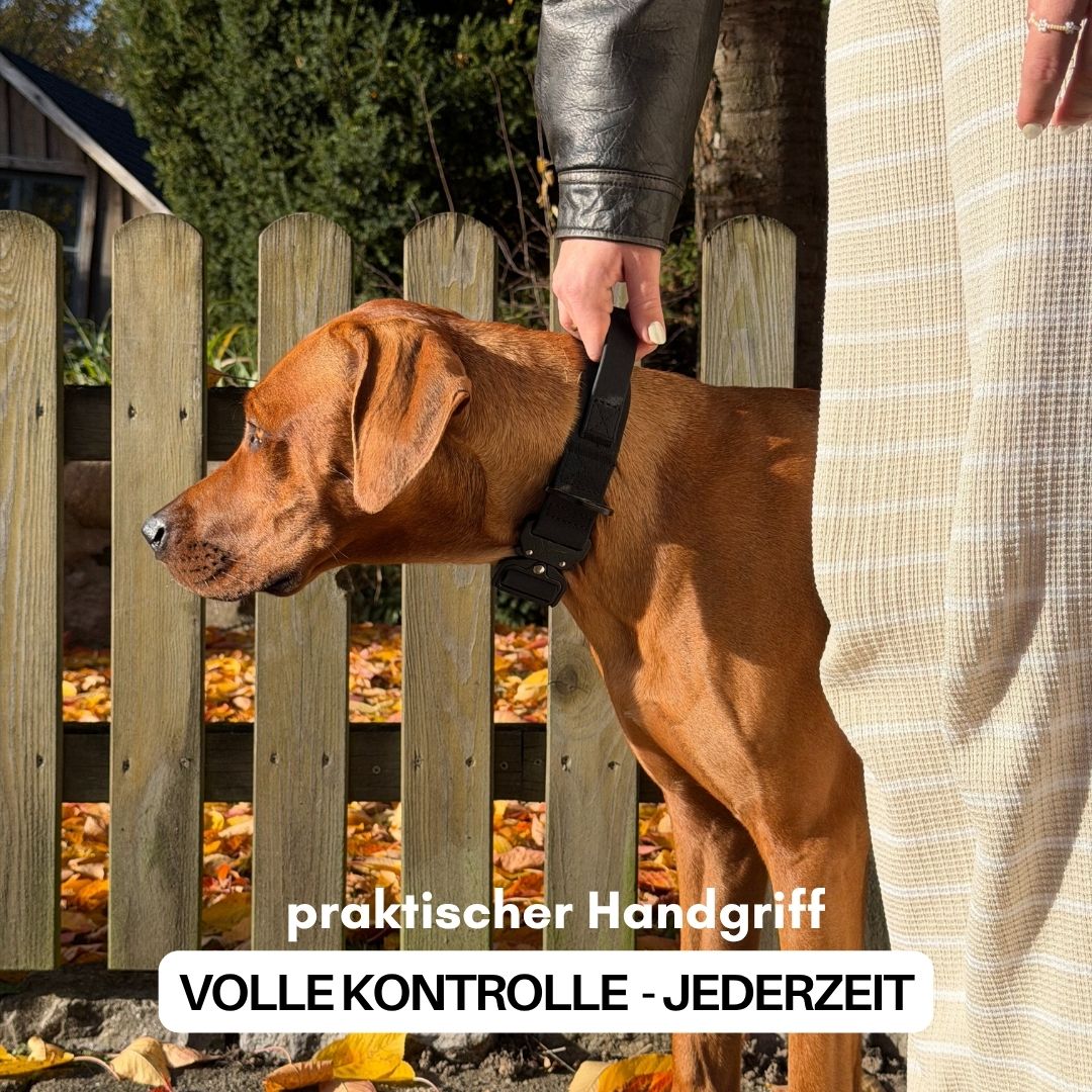 Seitliche Ansicht eines braunen Hundes mit schwarzem taktischem Halsband und integriertem Haltegriff, Hand hält Griff vor Hol