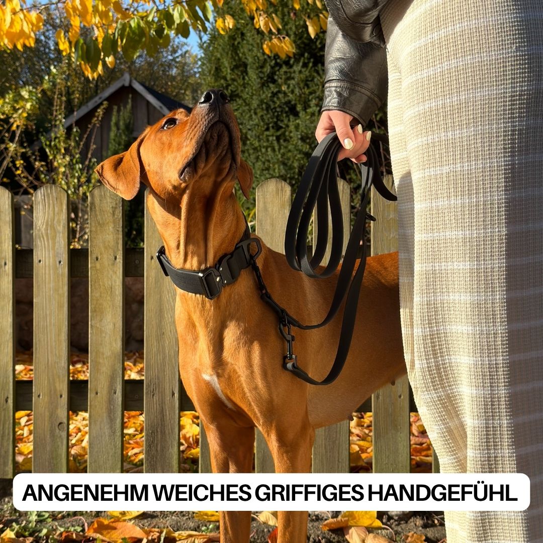 Brauner Hund mit verstellbarer schwarzer Führleine, Hand hält Leine vor Holzzaun und Herbstlaub