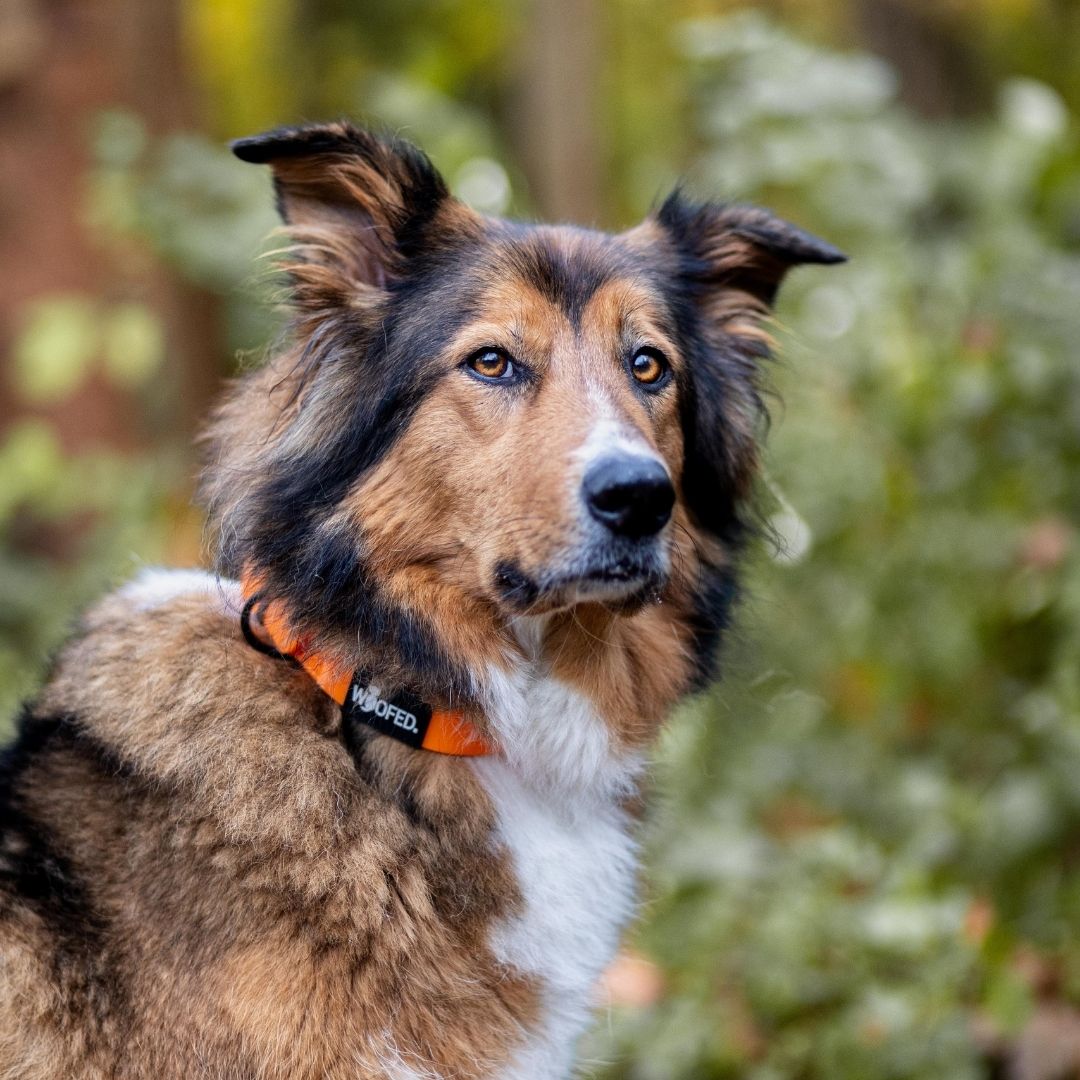 Dreiviertelansicht eines braun-weißen Hundes mit verstellbarem, leuchtend orangefarbenem Halsband und schwarzem Label