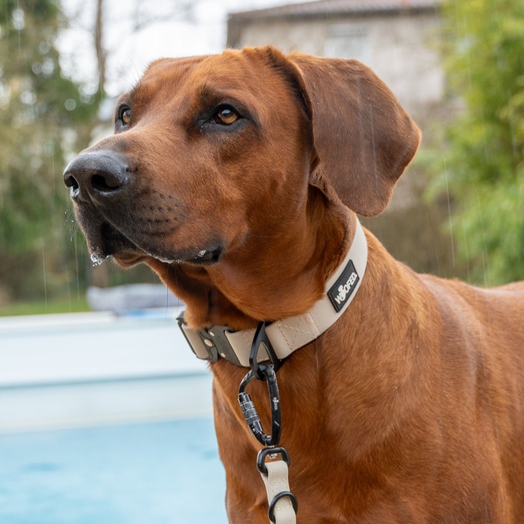 Halsband WOOFLEX® Tactical verstellbar ohne Griff Desert Sand - WOOFED.
