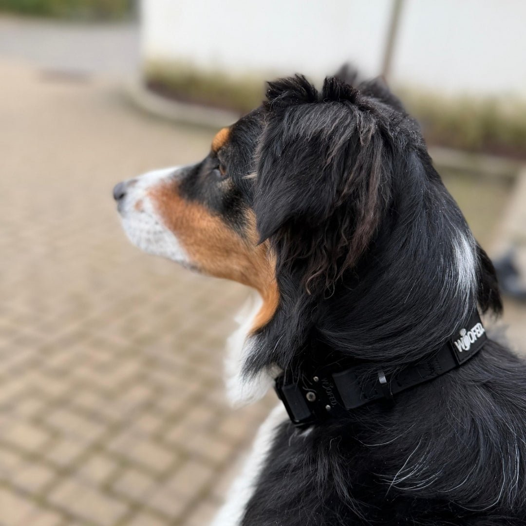 Halsband WOOFLEX® Tactical verstellbar ohne Griff Phantom Black - WOOFED.