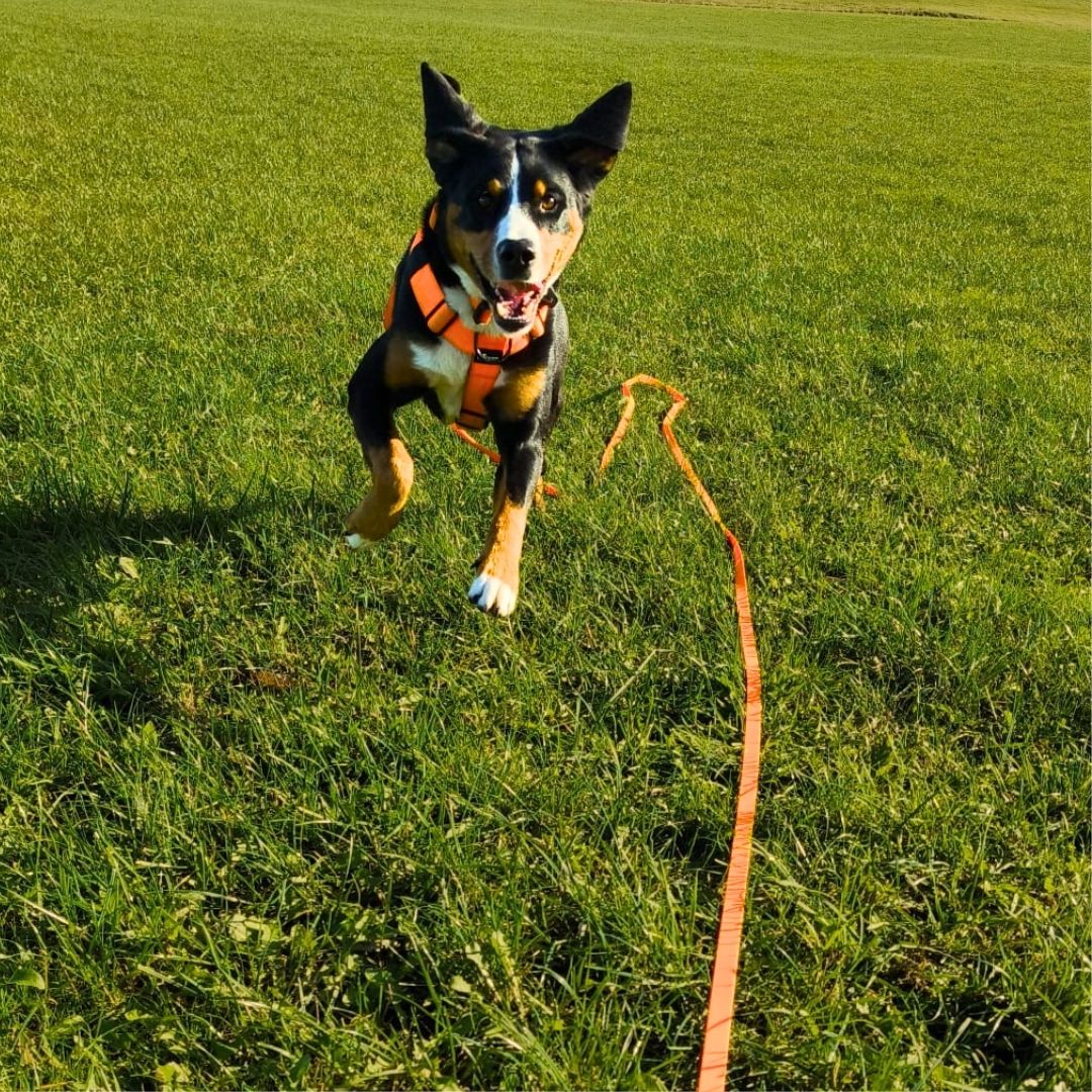 Hund frontal laufend in orangeem Geschirr, lange flache orange Schleppleine liegt über grüner Wiese