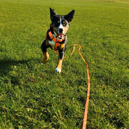 Hund frontal laufend in orangeem Geschirr, lange flache orange Schleppleine liegt über grüner Wiese