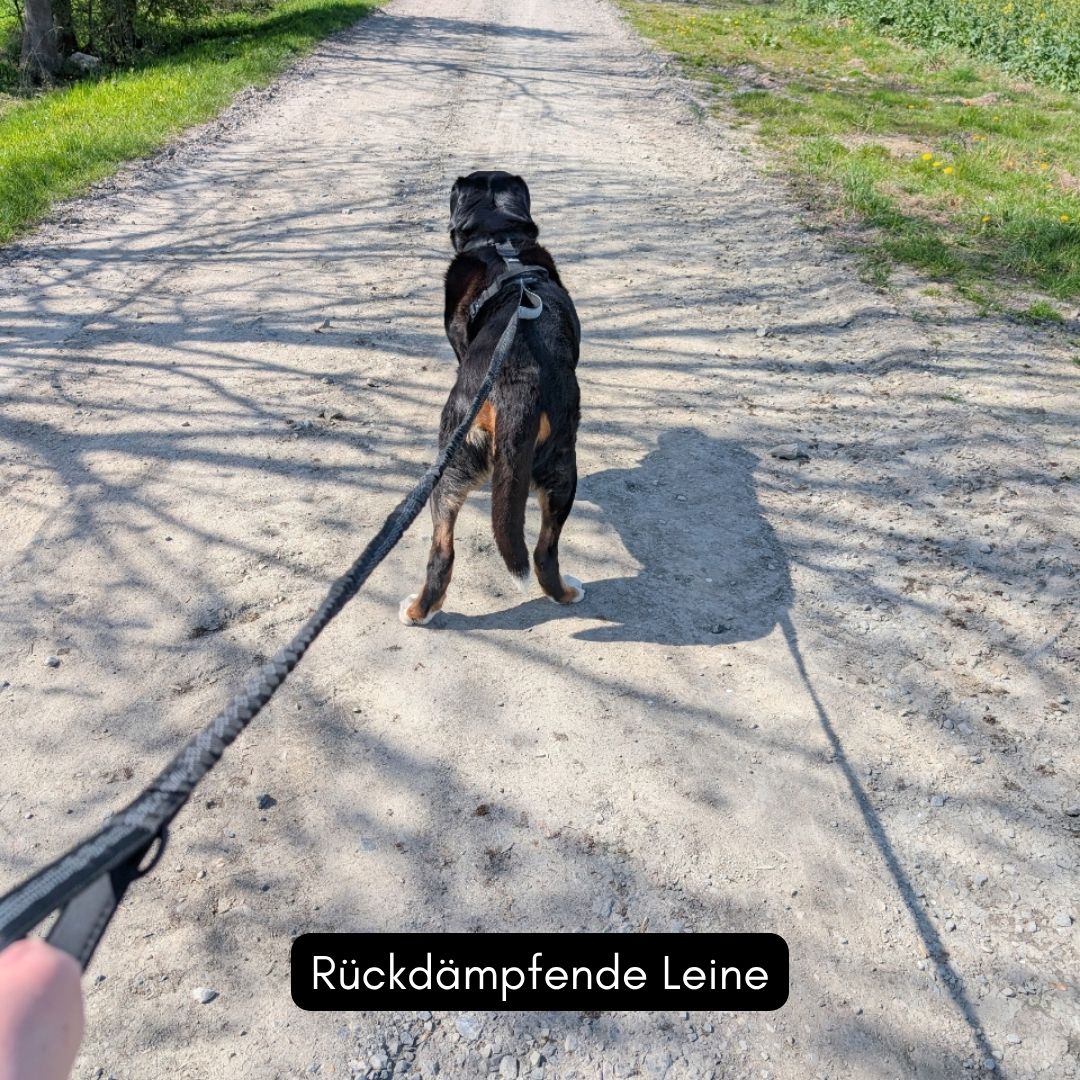Schwarze geflochtene Joggingleine mit gepolsterter Handschlaufe, gespannt hinter schwarzem Hund auf sonnigem Schotterweg