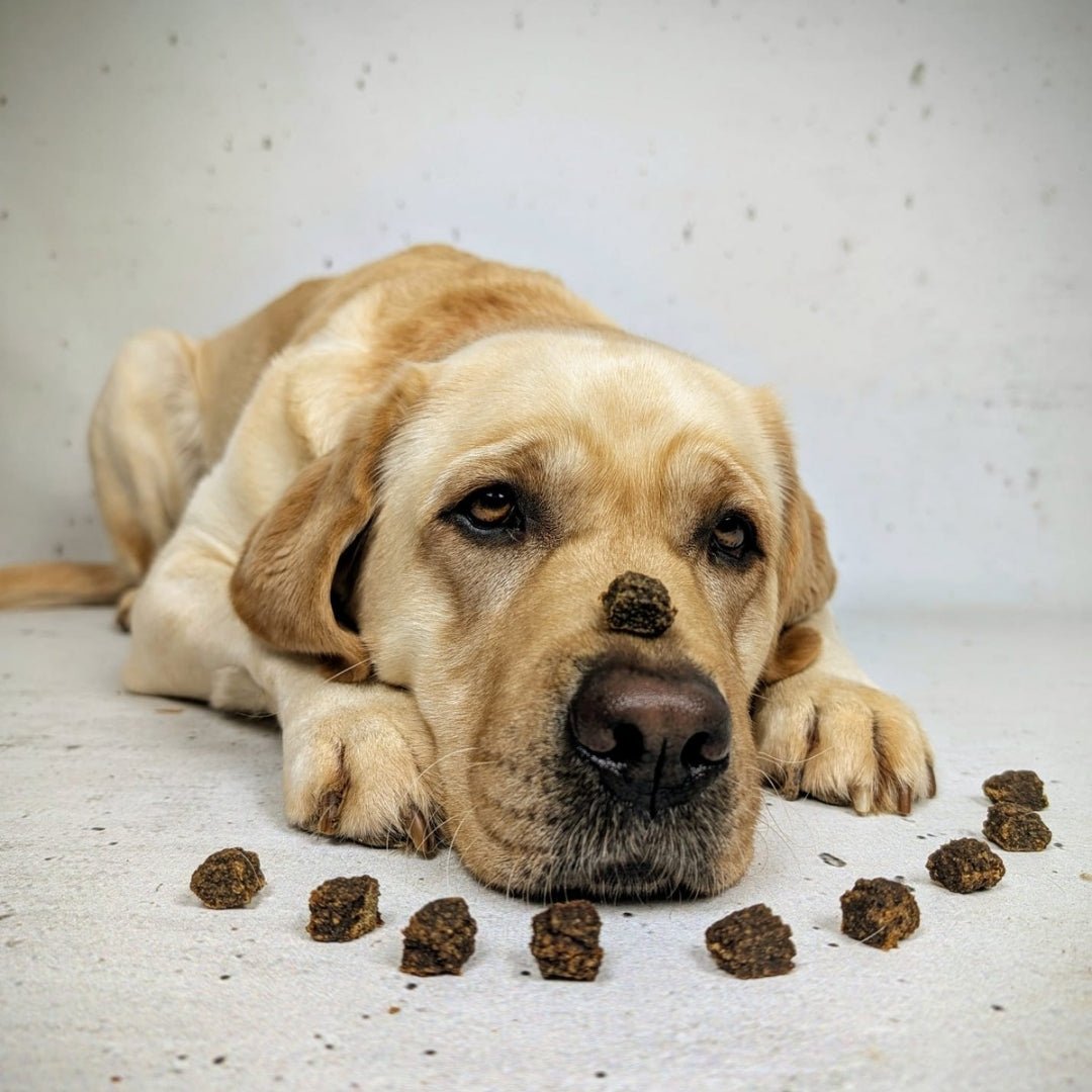 Hellgelber Labrador liegend, mit einem Lammfleisch‑Würfel auf der Nase und mehreren braunen Würfeln davor