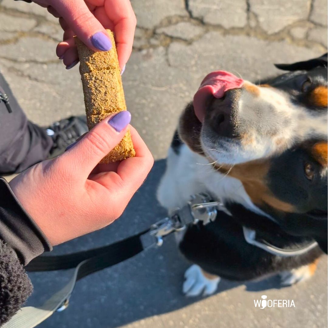 Nahaufnahme: Hände halten braunen, rechteckigen Müsliriegel (Banane), Hund leckt neugierig daran auf Asphalt