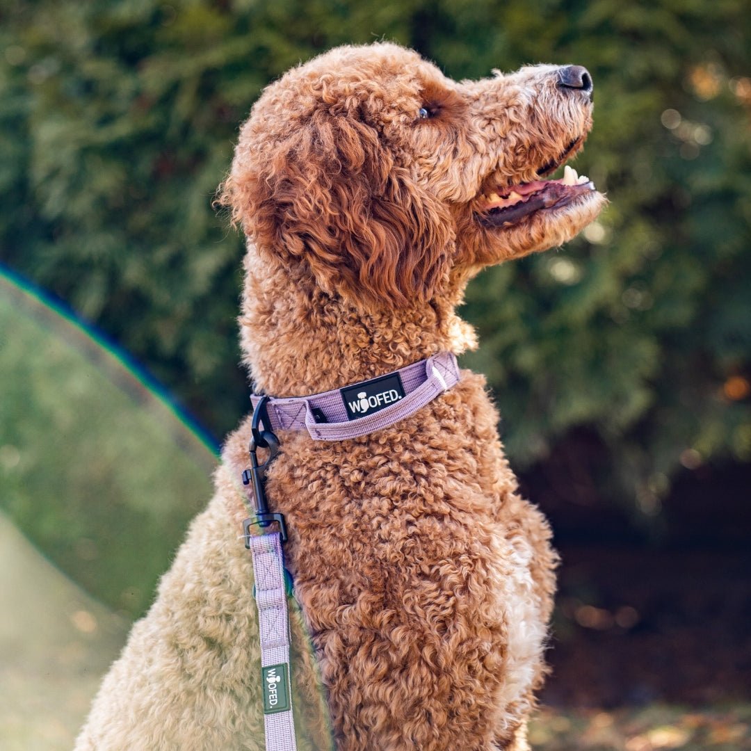 Lockiger brauner Hund seitlich mit lilafarbener Nylon-Führleine und passendem Halsband vor unscharfem Garten