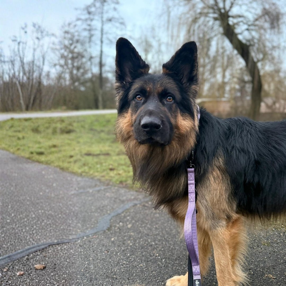 Nylon Pro Führleine Lilac - WOOFED.