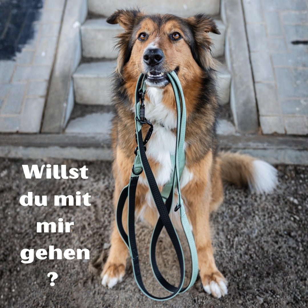 Frontansicht: Hund sitzt auf Treppe und hält sagegrüne Nylon-Führleine mit schwarzer Kante und Karabiner im Maul