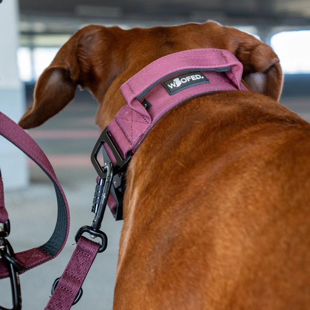 Nylon Tactical Halsband Bordeaux - ultraleicht - WOOFED.
