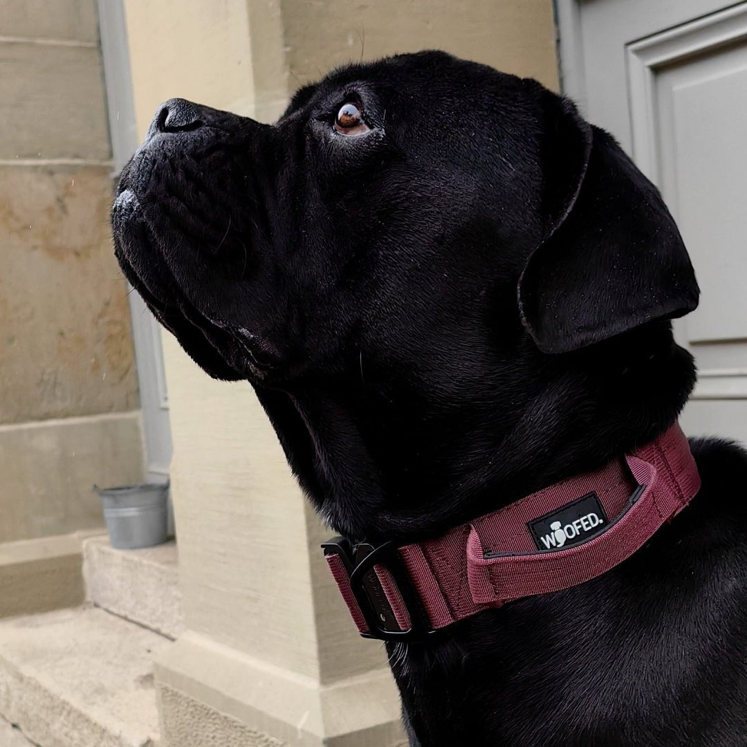 Nylon Tactical Halsband Bordeaux - ultraleicht - WOOFED.