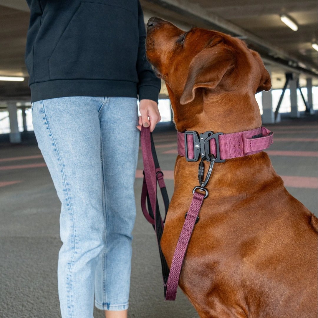 Nylon Tactical Halsband Bordeaux - ultraleicht - WOOFED.