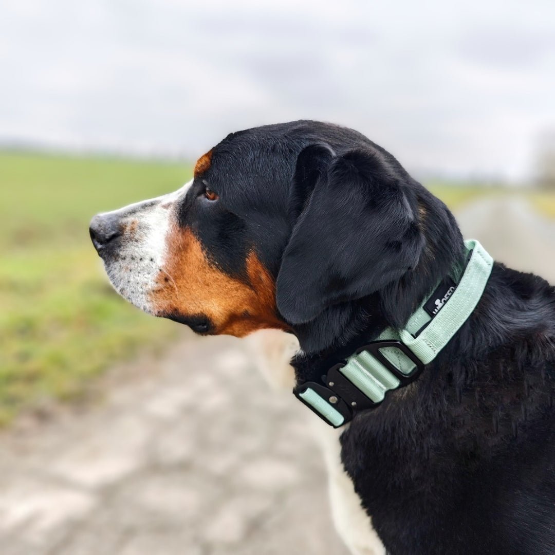 Seitenprofil eines großen Hundes mit sagegrünem Nylon-Tactical-Halsband und schwarzer Metallschnalle