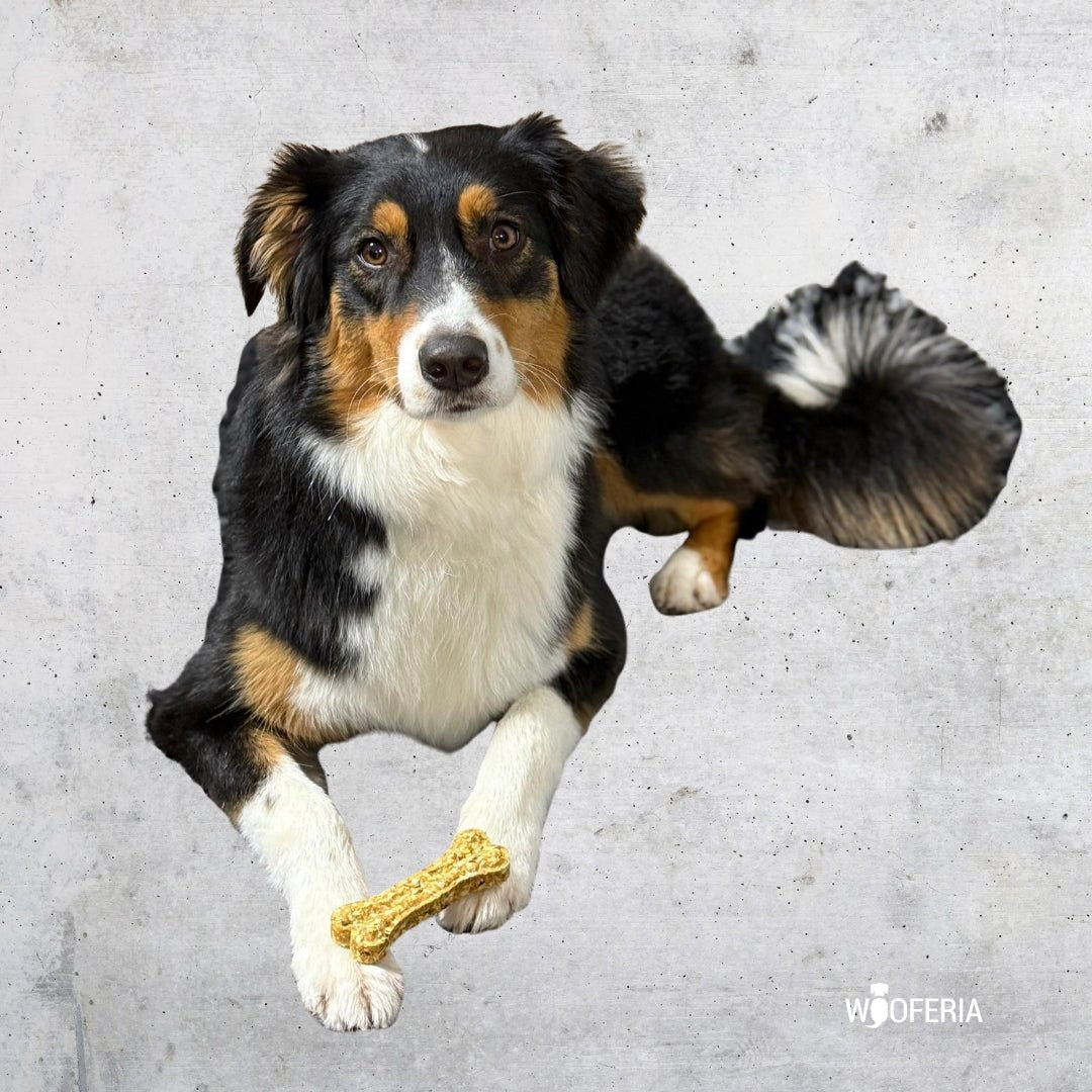 Dreifarbiger Hund (schwarz-weiß-braun), frontal liegend, hält hellgelben Kauknochen zwischen Pfoten vor grauem Hintergrund