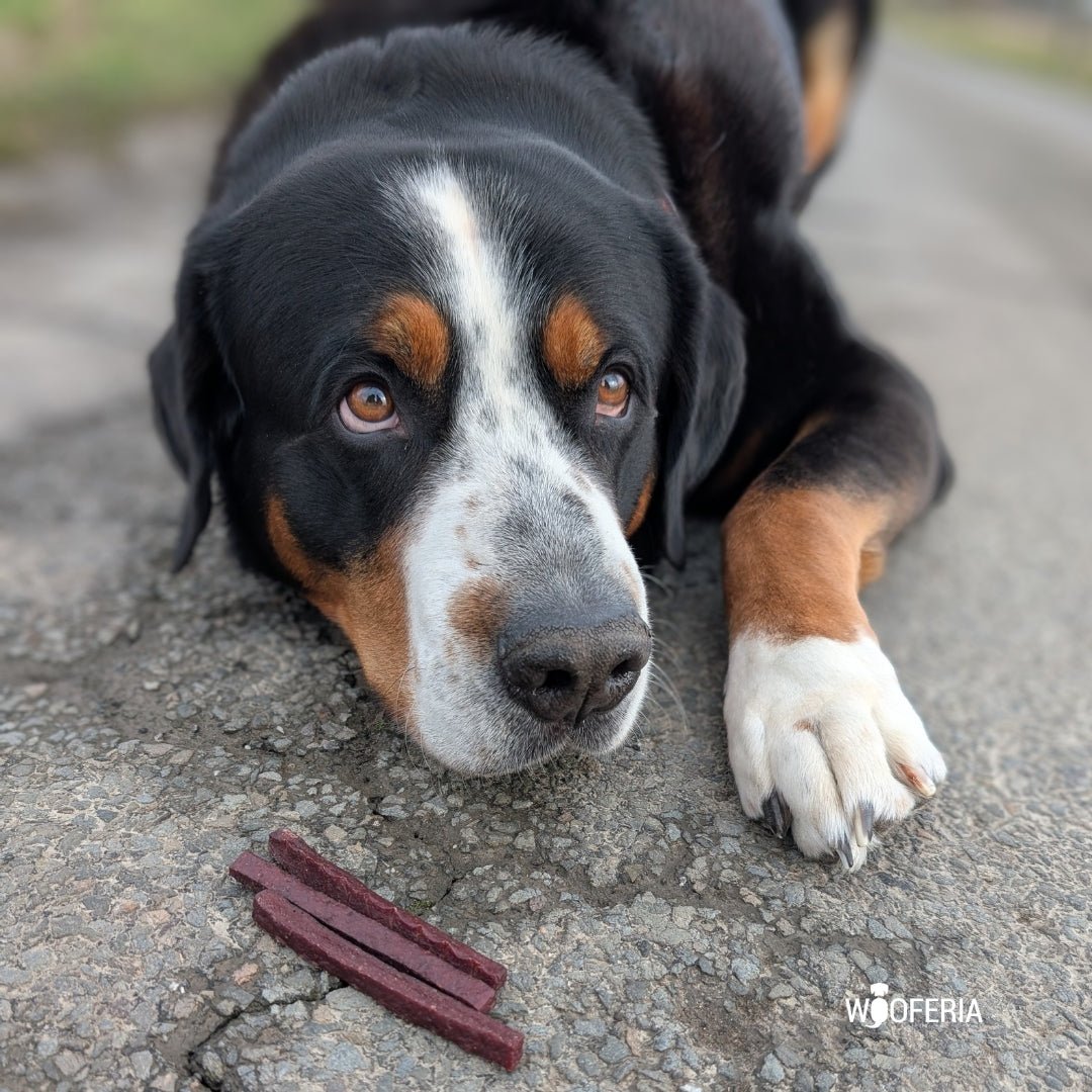 Nahaufnahme: großer dreifarbiger Hund liegt auf Asphalt und schaut auf drei dunkelrote Pferdedörrfleisch-Sticks