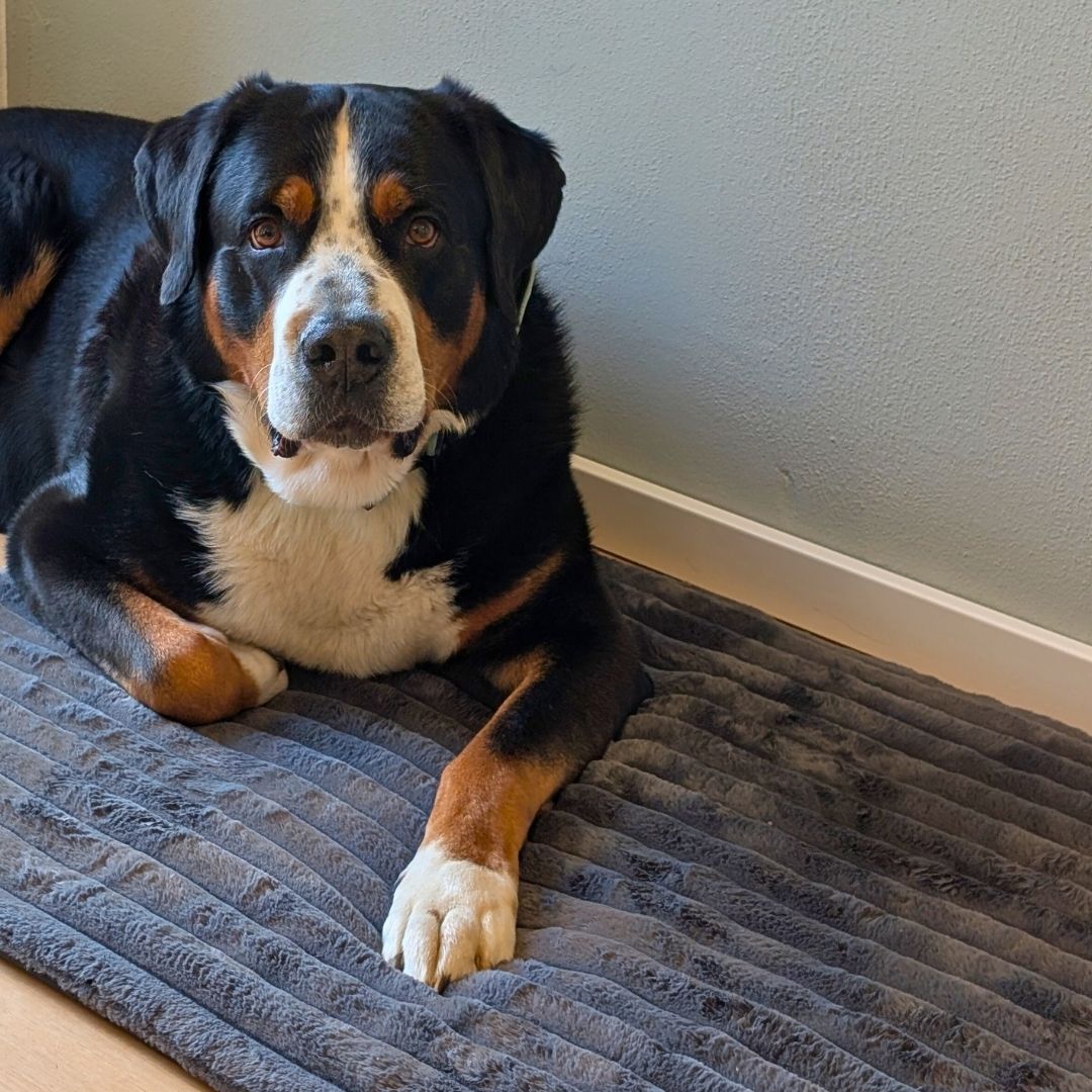 Reisedecke Premium Travel Noir - WOOFED.