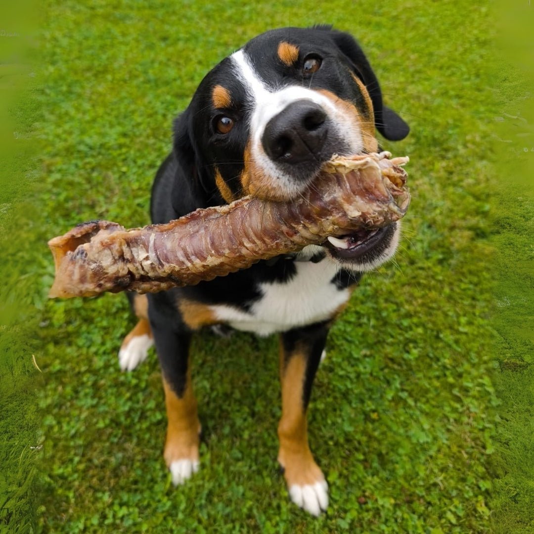 Tricolor Hund von vorn mit langer brauner Rinderstrossen quer im Maul, Nahaufnahme auf grünem Rasen.