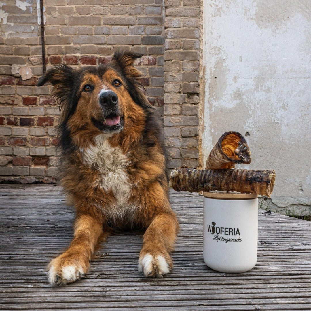 Liegender braun-schwarzer Hund auf Holzplanken neben weißem WOOFERIA-Behälter mit zwei gerollten Rinderstrossen