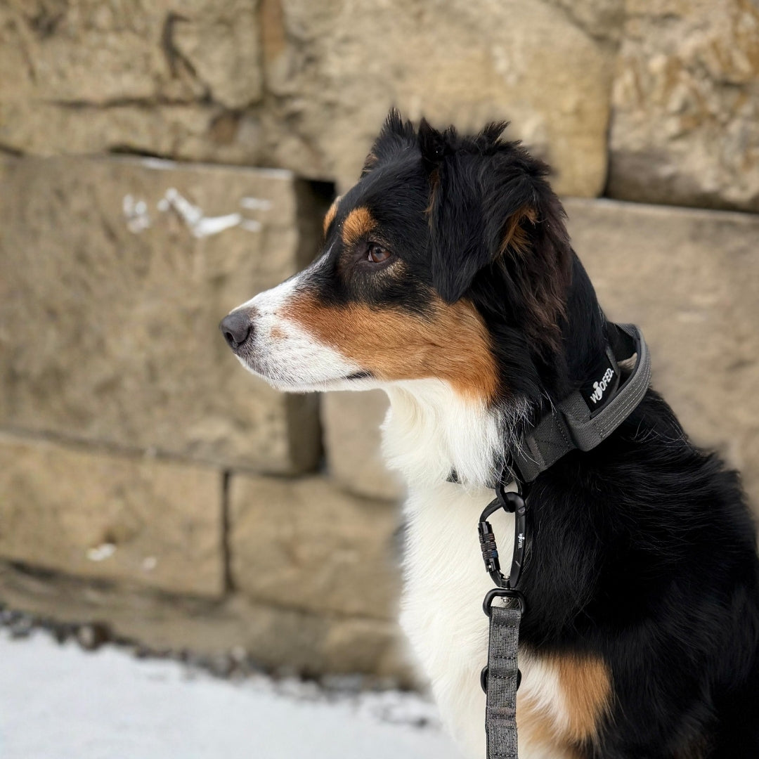 Nylon Pro Führleine Anthracite