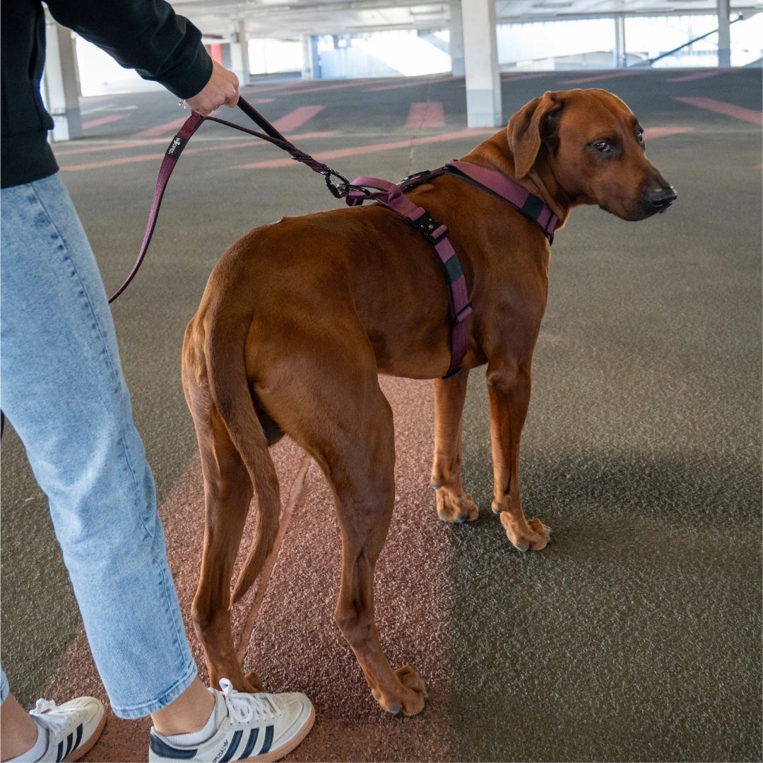 Nylon Pro Führleine Bordeaux