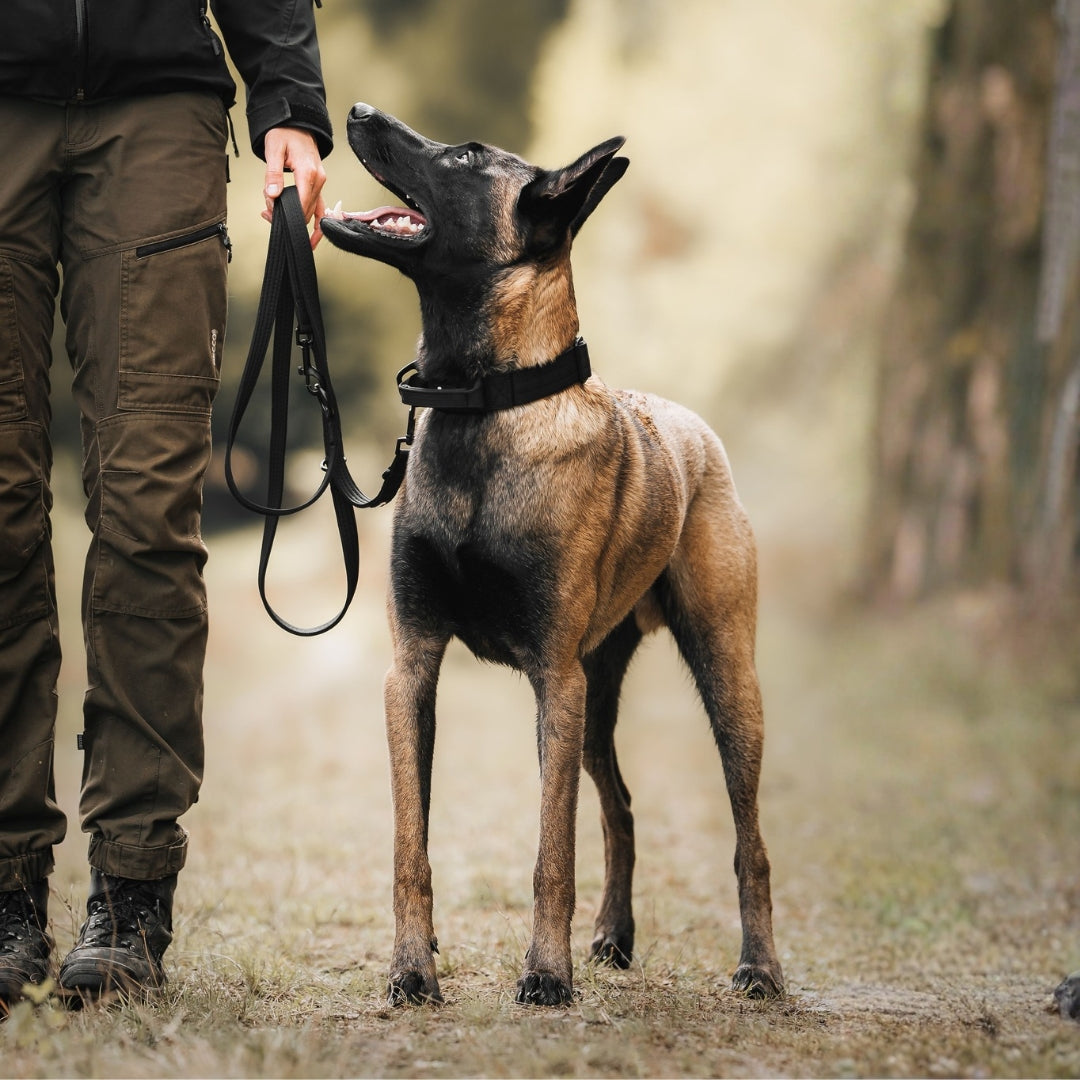 Nylon Classic Führleine Deep Black