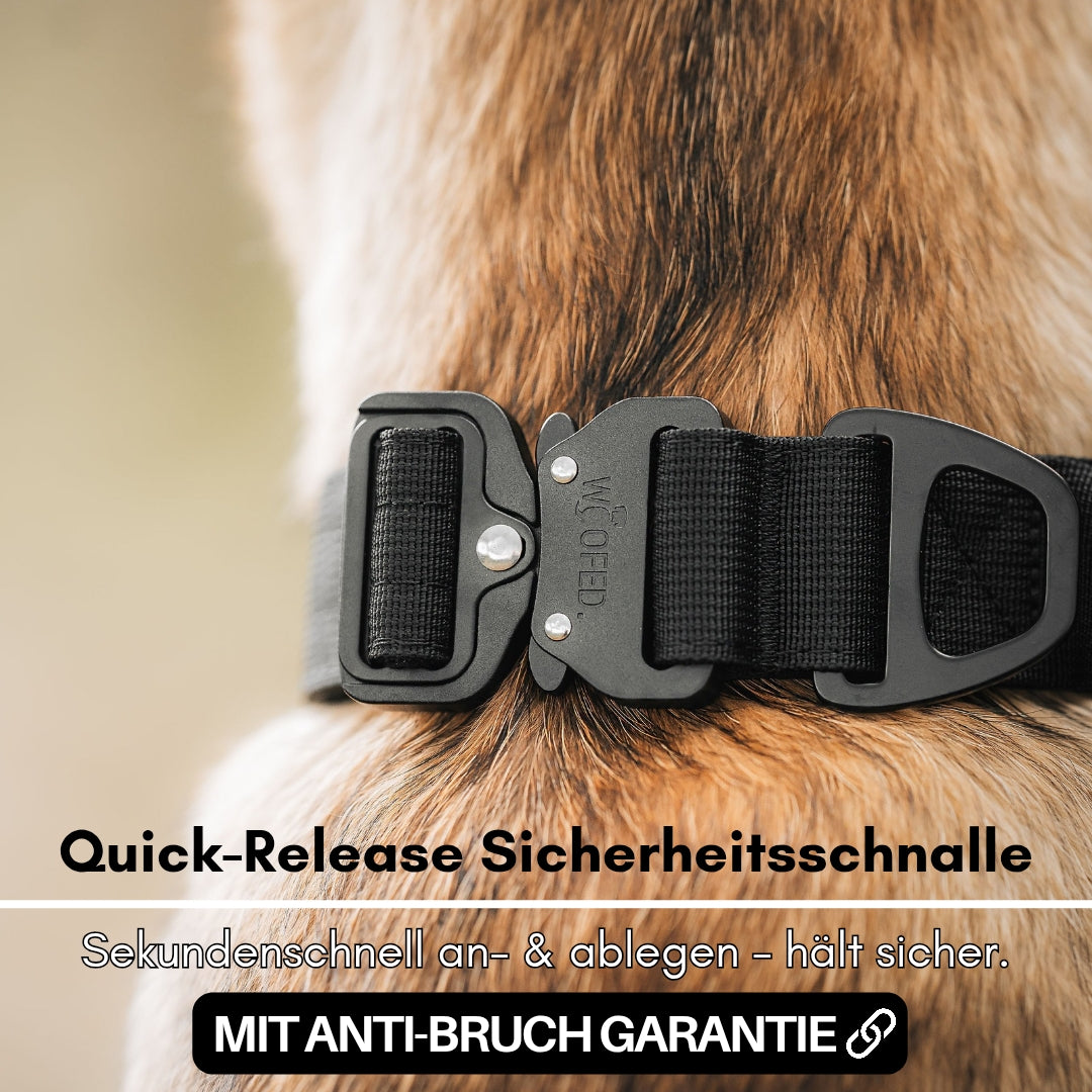 Nahaufnahme schwarzes Nylon-Halsband mit Quick-Release-Sicherheitsschnalle am Hals eines braunen Hundes