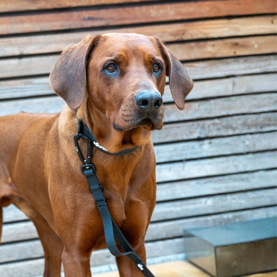 Führleine WOOFLEX® Pro verstellbar Phantom Black