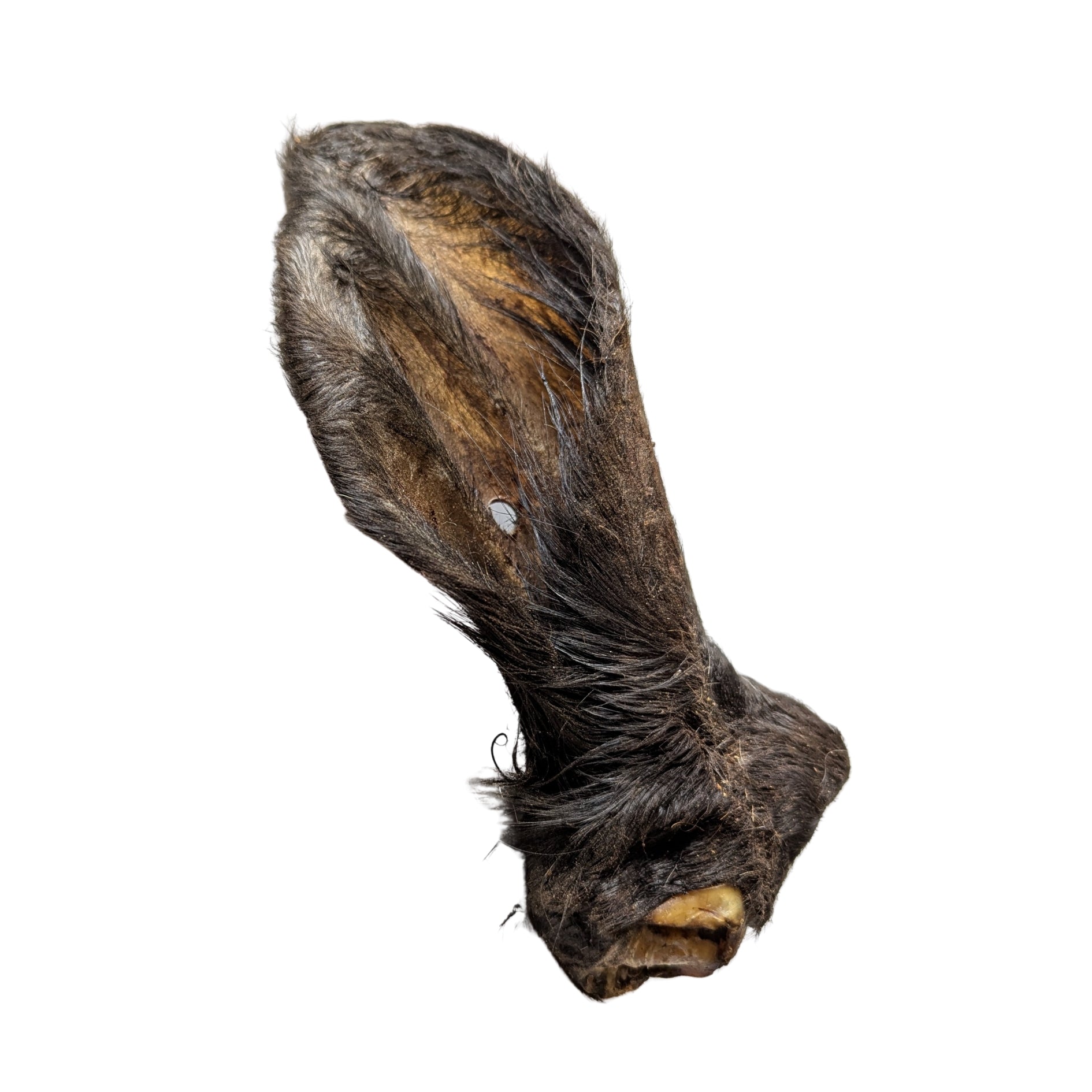 Rinderohr XXL mit Muschel & Fell