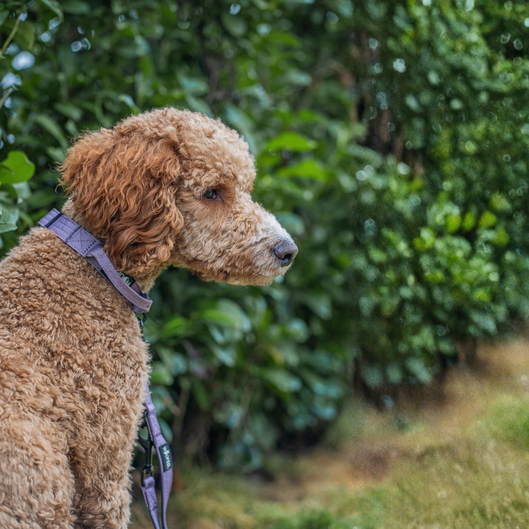 Nylon Classic Führleine Lilac