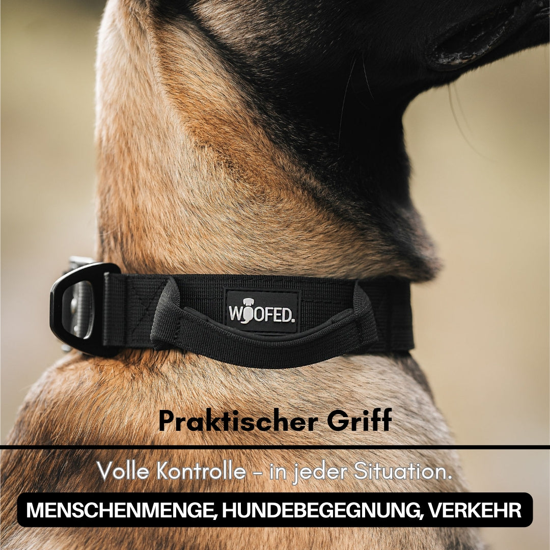 Nahaufnahme: Hundehals mit schwarzem taktischen Halsband, gepolsterter Griff und sichtbarer Metall-Schnalle