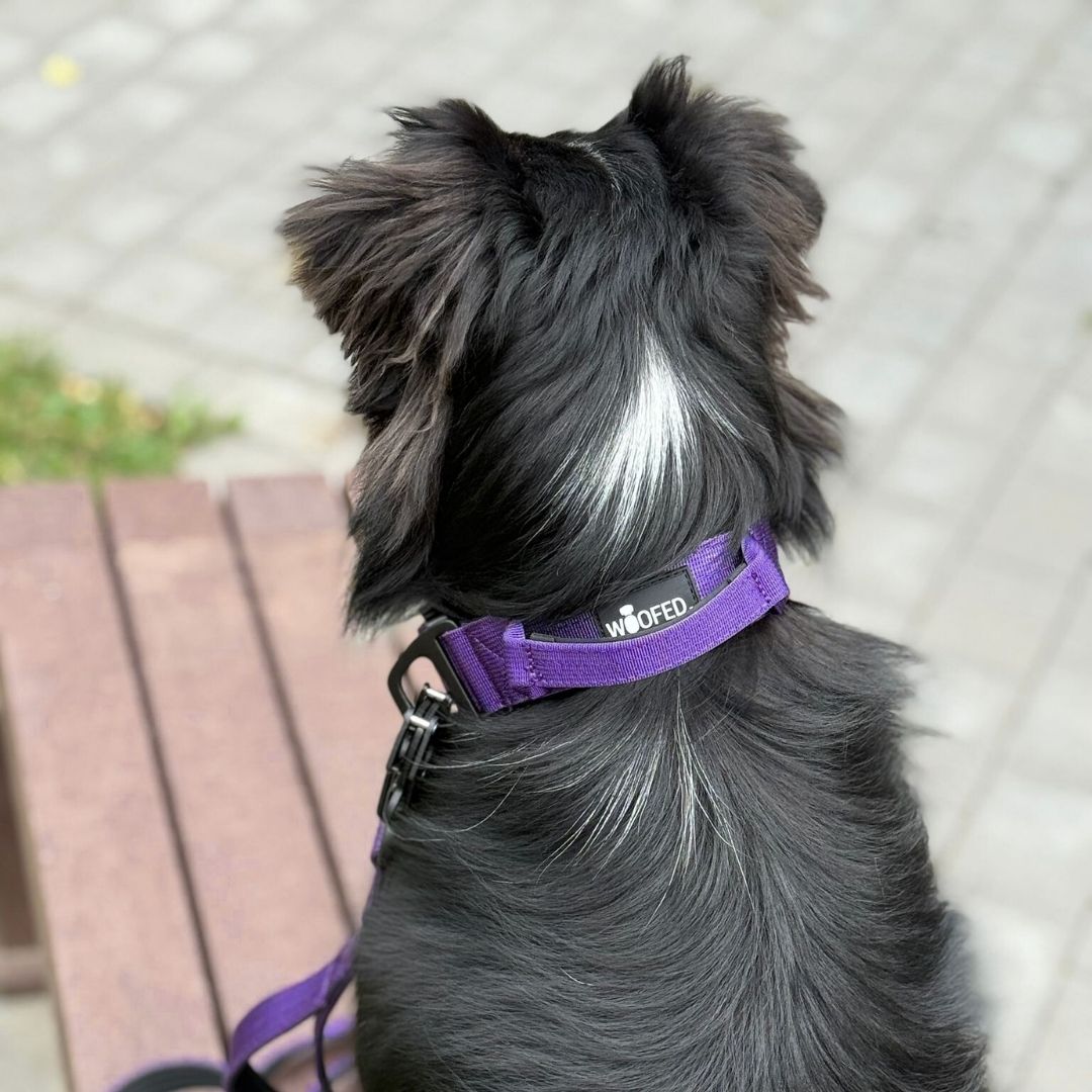 taktisches Nylon Halsband Velvet Purple - ultraleicht