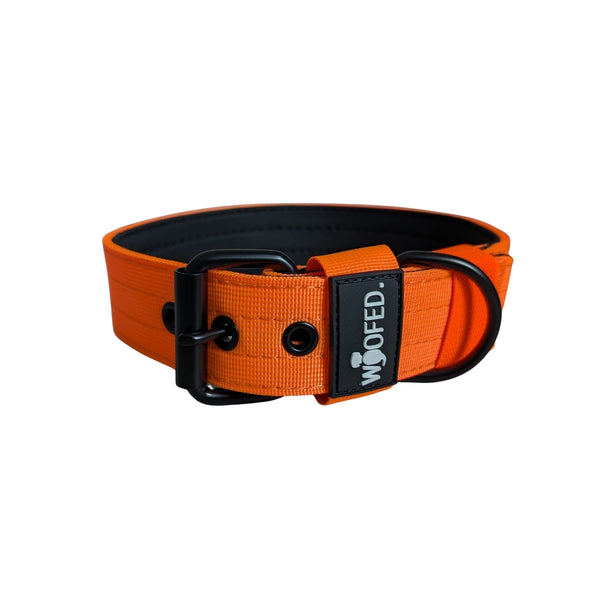 Orange Nylon-Hundehalsband, schwarzes gepolstertes Innenfutter, schwarze Metall-Schnalle und D‑Ring, schräge Nahaufnahme mit 