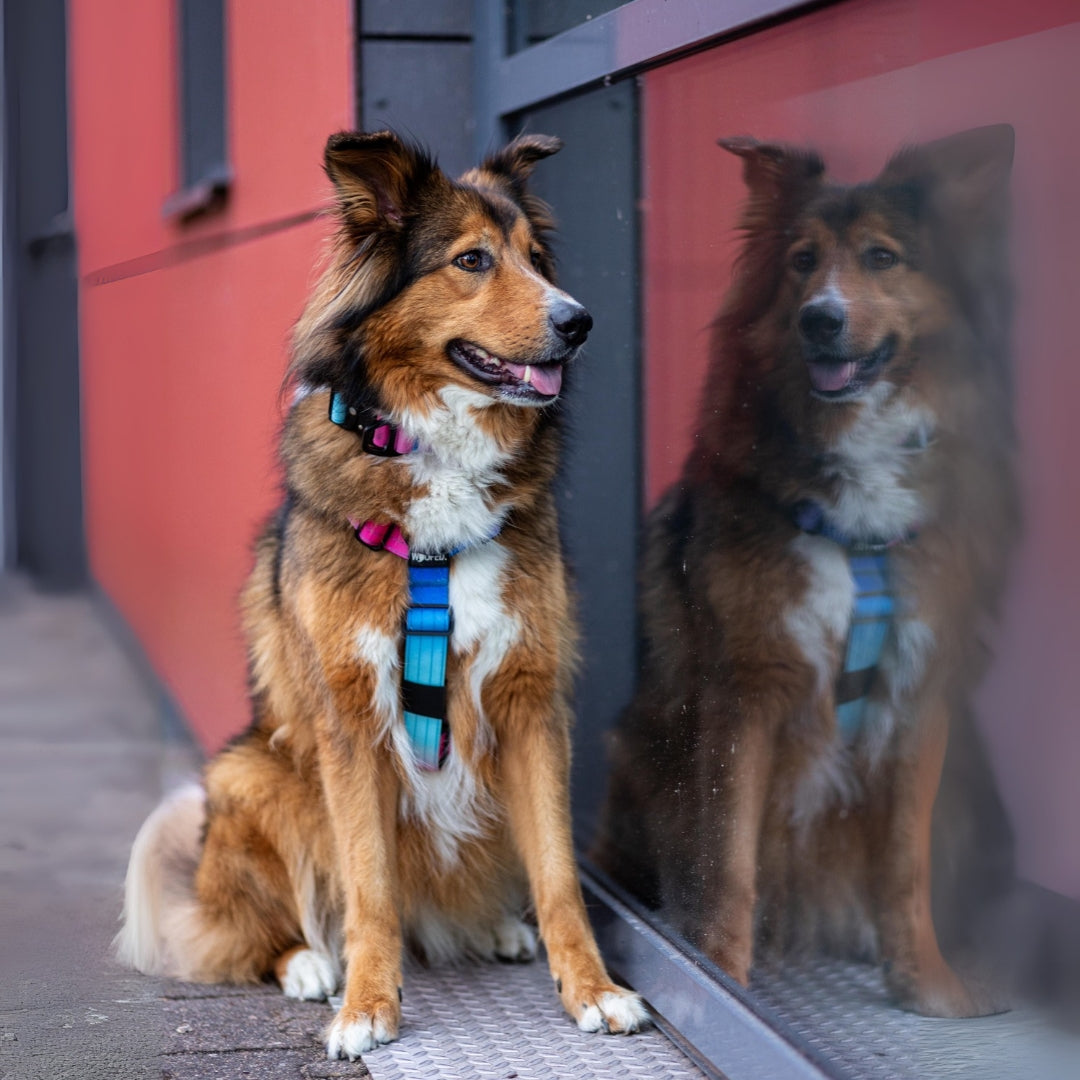 Y-Hundegeschirr 4fach-verstellbar mit Griff und Sicherheitsschnallen Pink Blue Sky - ultraleicht