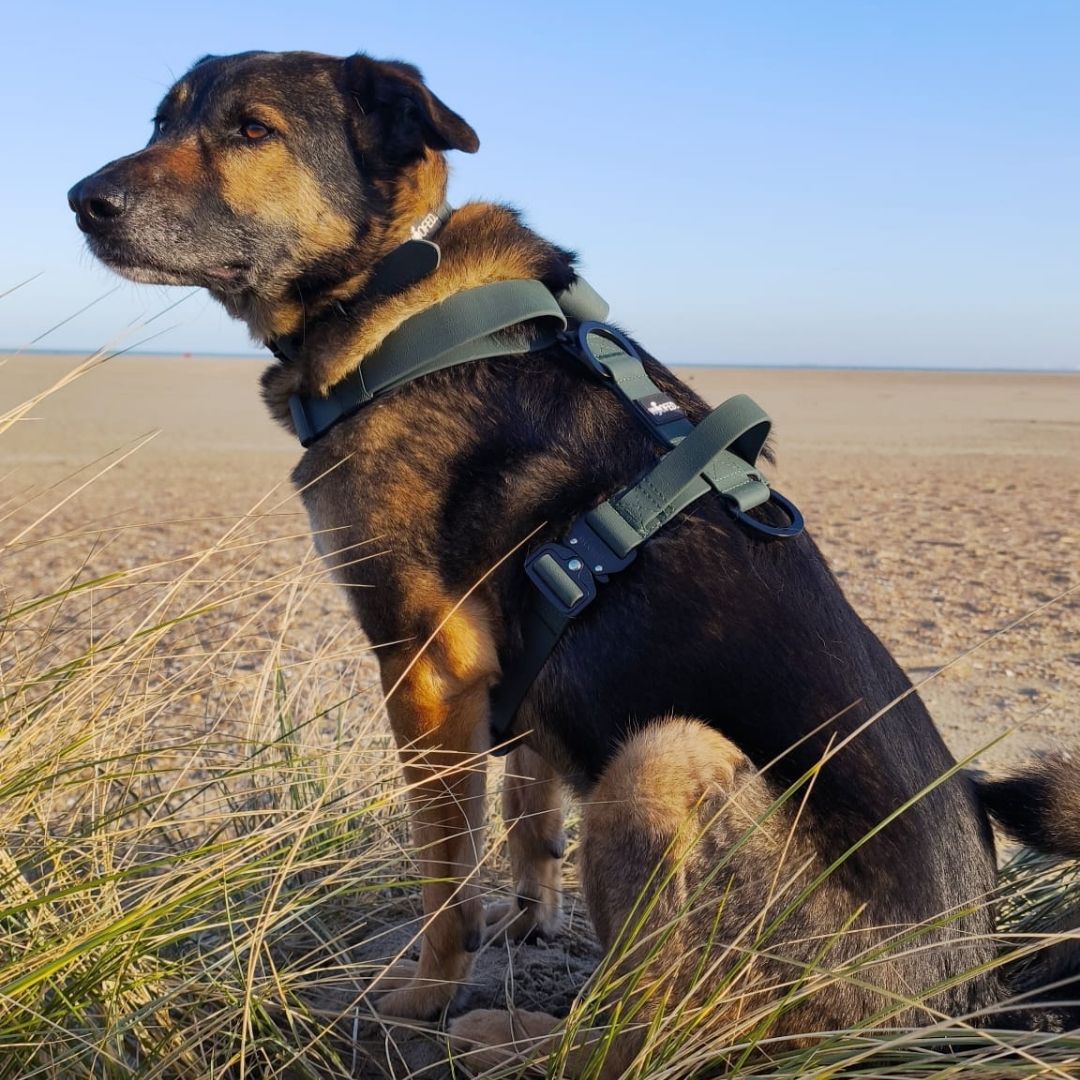 Y-Hundegeschirr WOOFLEX® 4fach-verstellbar mit Griff und Sicherheitsschnallen Hunting Green - wasserfest