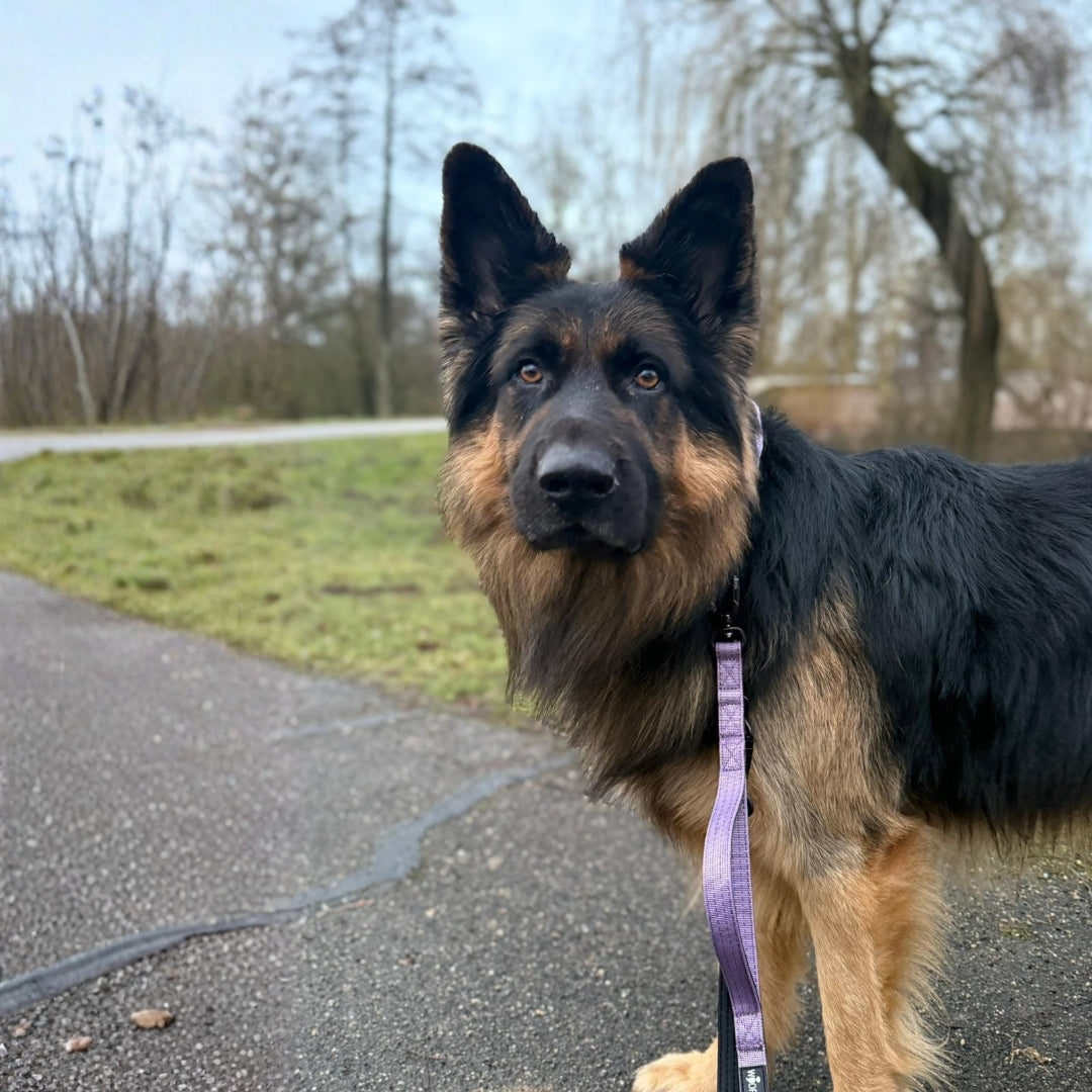 Nylon Pro Führleine Lilac