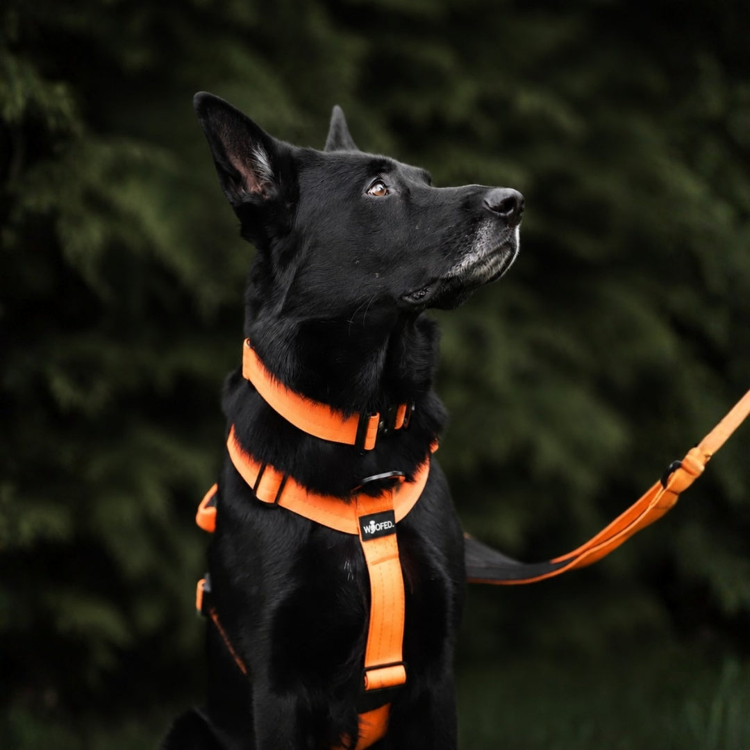 Y-Hundegeschirr 4fach-verstellbar mit Griff und Sicherheitsschnallen Safety Orange - ultraleicht