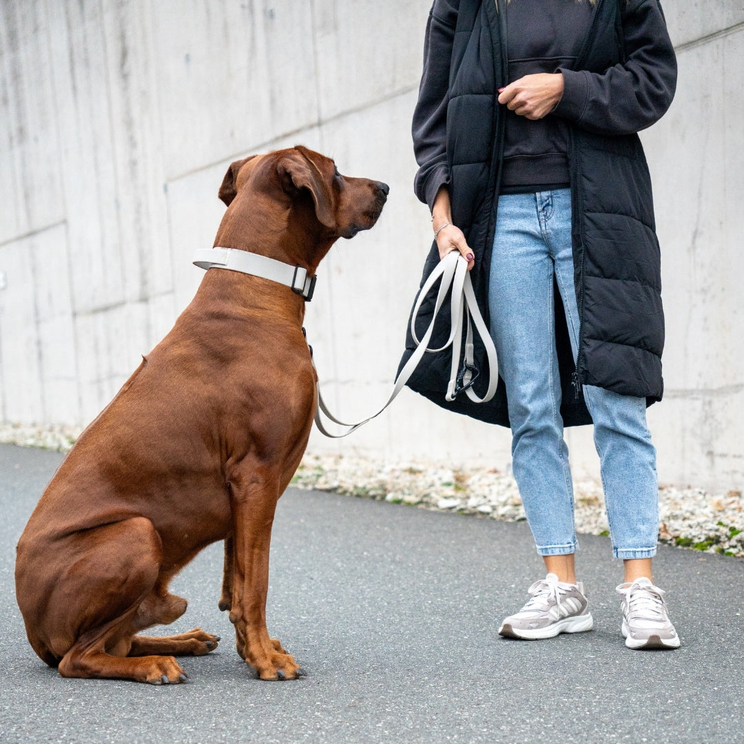 Führleine WOOFLEX® Pro Desert Sand, in der Hand gehalten und lose geschlungen neben sitzendem braunen Hund