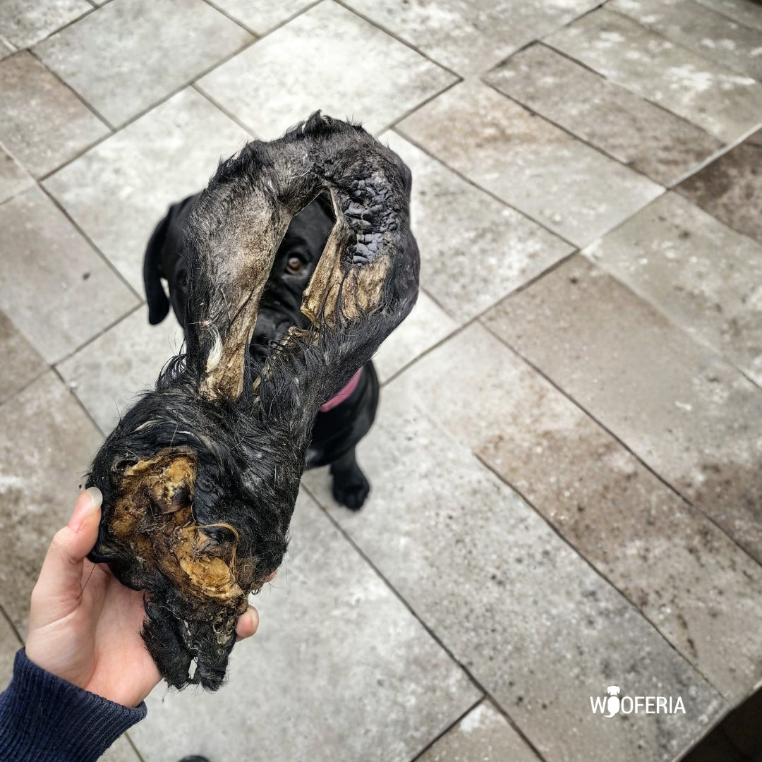 Rinderohr XXL mit Muschel & Fell