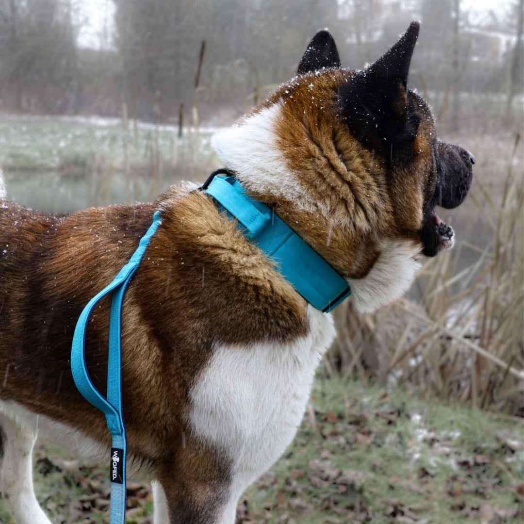 taktische Nylon Führleine Arctic Sky