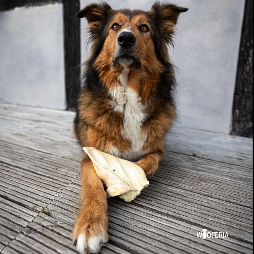 Braun-schwarzer Hund mit weißer Brust auf Holzdeck, hält ein helles, gepufftes Rinderohr zwischen den Pfoten