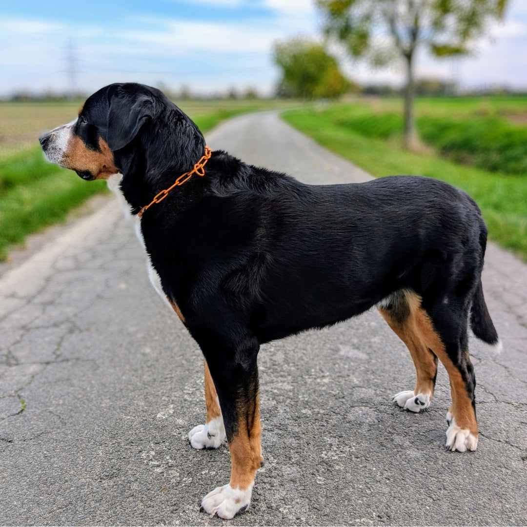 Woofchain Kettenhalsband aus Edelstahl Orange