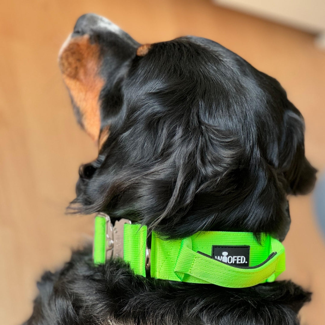 taktisches Nylon Halsband Apple Green